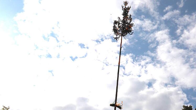 Der Baum steht. Foto: Johanna Blum