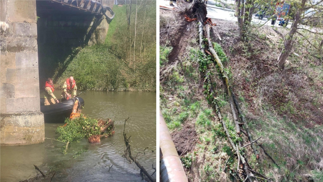 Bamberg: Feuerwehr zieht 12 Meter hohen Baum aus Regnitz - "Gefahr f&uuml;r die Binnenschiffahrt"