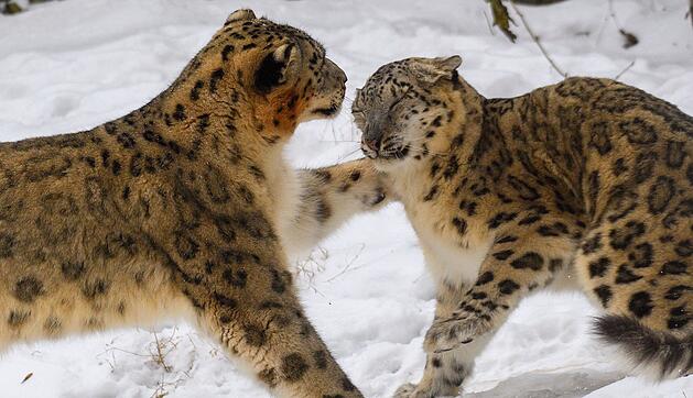 Sibirisches Lagerfeuer im Zoo Magdeburg