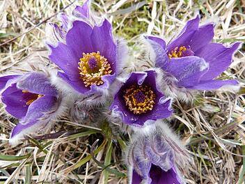 Küchenschelle (Pulsatilla vulgaris)