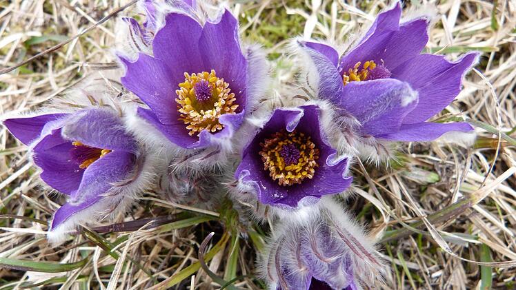 Küchenschelle (Pulsatilla vulgaris)