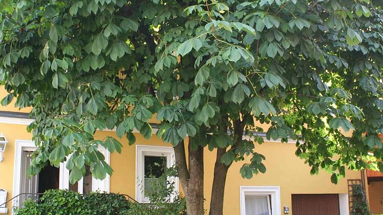Der Hausbaum, eine von der Tochter gesteckte Kastanie steht im Hof des Anwesens Dallner.