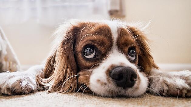 Ein Hund: Kein günstiges Unterfangen.