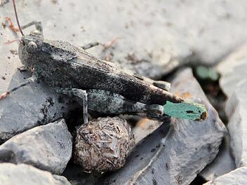 Matthias Franz erforscht das Vorkommen seltener Heuschreckenarten im Landkreis. Foto: Heike Beudert
