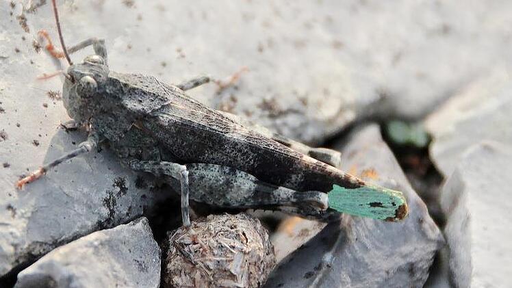 Matthias Franz erforscht das Vorkommen seltener Heuschreckenarten im Landkreis. Foto: Heike Beudert