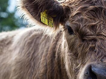Galloways gelten als widerstandsfähig und äußerst schmackhaft. Die schottische Rinderrasse ist auch in der Rhön zuhause. Foto: Alexander Martin/ www.chasinglight.eu