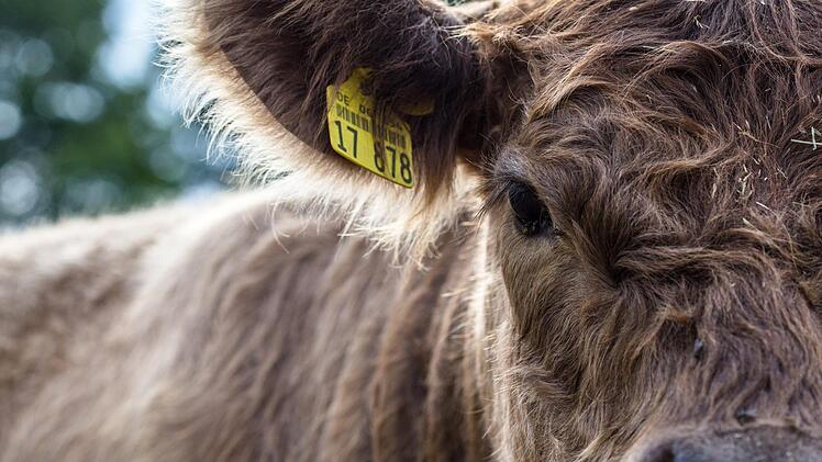 Galloways gelten als widerstandsfähig und äußerst schmackhaft. Die schottische Rinderrasse ist auch in der Rhön zuhause. Foto: Alexander Martin/ www.chasinglight.eu