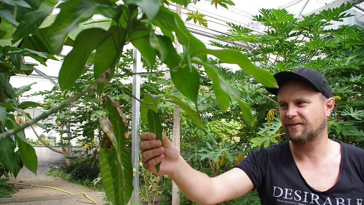 Ralf Schmitt am befallenen Mangobaum. Foto; Marco Meißner