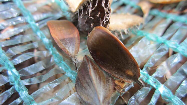 Zwei Bucheckern sind ins Netz gegangen. Foto: Sonja Adam