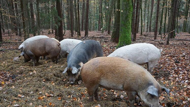 Quietschfidel sind die Rupbodener Eichelmastschweine. Foto: Marion Eckert