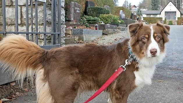 Friedfertig und dann auch noch an der Leine: Paula z&auml;hlt offensichtlich zu den vorbildlichen Hunden in Ebermannstadt. Foto: Barbara Herbst