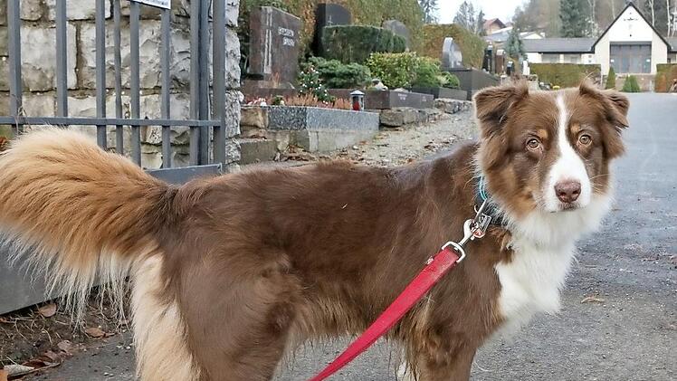 Friedfertig und dann auch noch an der Leine: Paula zählt offensichtlich zu den vorbildlichen Hunden in Ebermannstadt. Foto: Barbara Herbst