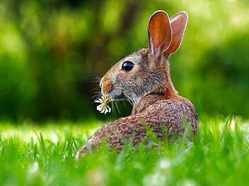 Ostern, Wetter, Osterhase