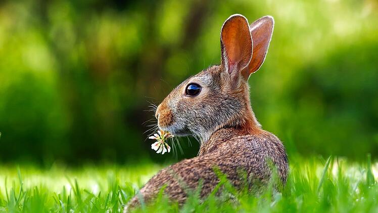 Ostern, Wetter, Osterhase