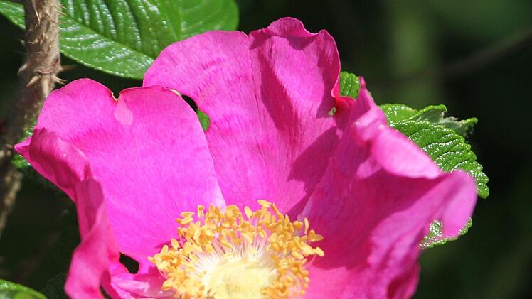 Apfelrosen stehen schon voll in der Blüte. Bild: Josef Schröder