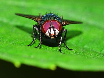 Die gemeine Stubenfliege macht heuer ihrem Namen alle Ehre und ärgert uns Menschen zu Tausenden. Foto: Nicolas Armer/dpa