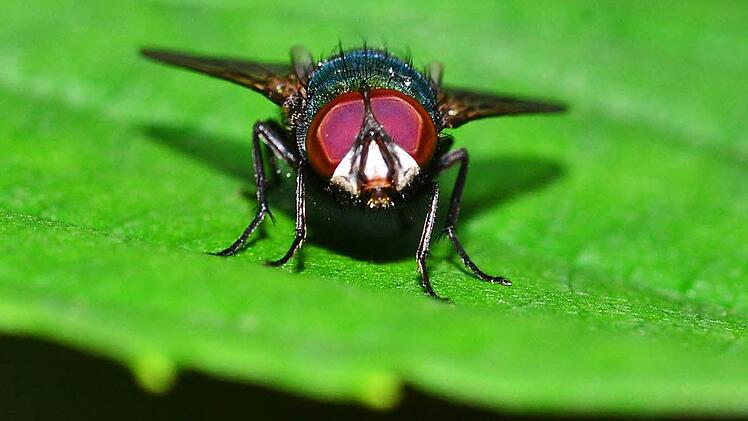 Die gemeine Stubenfliege macht heuer ihrem Namen alle Ehre und ärgert uns Menschen zu Tausenden. Foto: Nicolas Armer/dpa