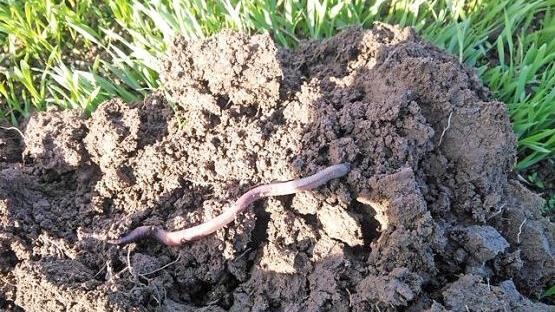 Regenw&uuml;rmer zeigen einen belebten Boden an. Fotos: Oliver Kunkel