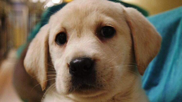 Polizisten haben am Wochenende auf der Autobahn 3 bei Erlangen einen Welpentransport gestoppt. Die Hunde sind in einem desolaten Zustand. Foto: Tierschutzverein N&uuml;rnberg-F&uuml;rth/dpa