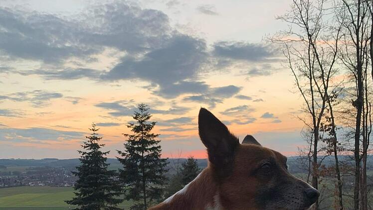 Tierheim Kulmbach hat schrecklichen Verdacht: Was passierte mit Hund Merlin?