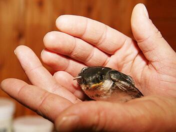 Die Schwälbchen waren noch ziemlich klein, als sie von Sabine Witt aufgepäppelt worden sind. Sie werden mit Insekten versorgt. Foto: Sonja Adam