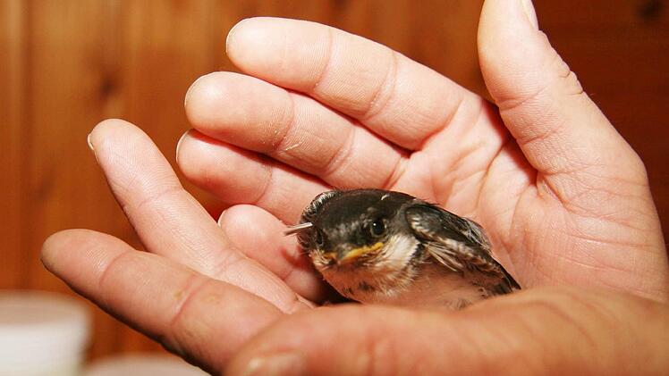 Die Schwälbchen waren noch ziemlich klein, als sie von Sabine Witt aufgepäppelt worden sind. Sie werden mit Insekten versorgt. Foto: Sonja Adam