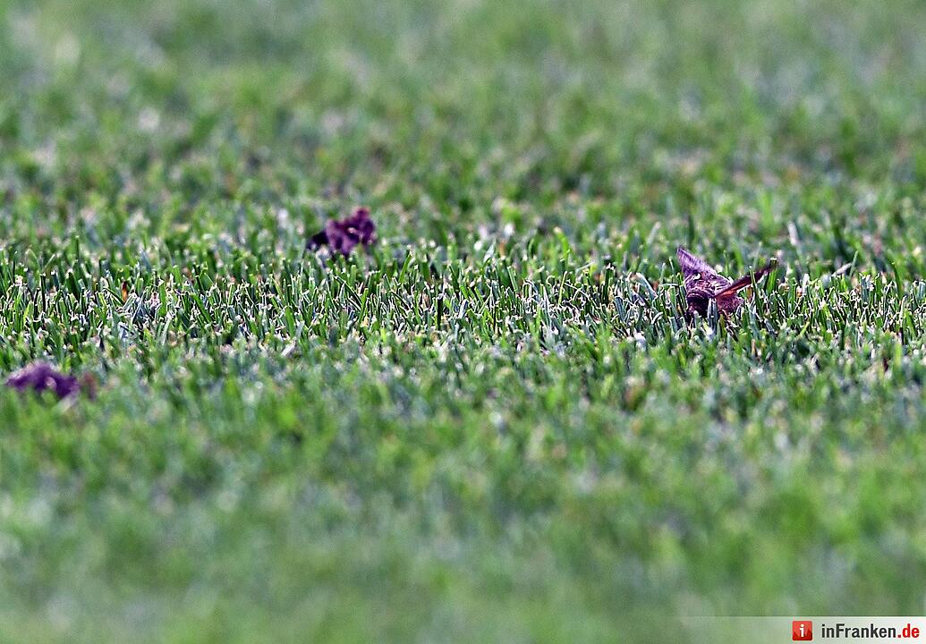 Motten beim EM-Finalspiel in Paris