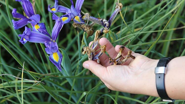 Verblühtes sollte bei Zwiebelblumen entfernt werden, damit die Pflanze ihre Kraft in die Wurzeln investiert. Foto: Barbara Herbst