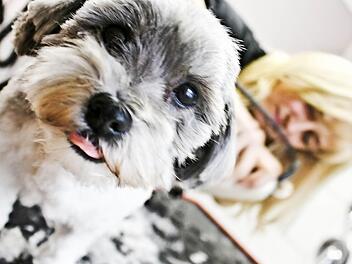 Lilli posiert für die Kamera, während sich Friseurin Beate Pfaffenberger um den Haarschnitt der Hunde-Dame kümmert.  Fotos: Martin Kreklau/Andreas Schurr