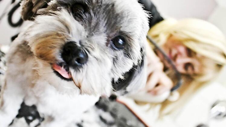 Lilli posiert für die Kamera, während sich Friseurin Beate Pfaffenberger um den Haarschnitt der Hunde-Dame kümmert.  Fotos: Martin Kreklau/Andreas Schurr