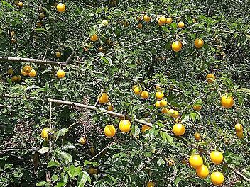 Wer Obst wie diese Mirabellen in einem Garten in Rödental anbieten oder ernten möchte, kann sich an die Kreisgruppe Coburg des Bundes Naturschutz wenden.