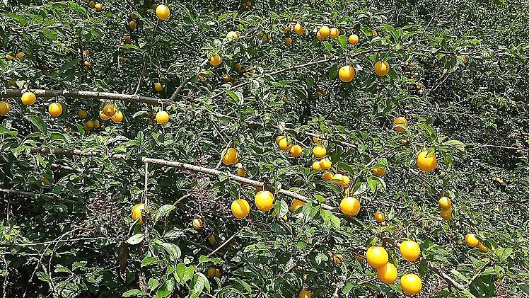 Wer Obst wie diese Mirabellen in einem Garten in Rödental anbieten oder ernten möchte, kann sich an die Kreisgruppe Coburg des Bundes Naturschutz wenden.