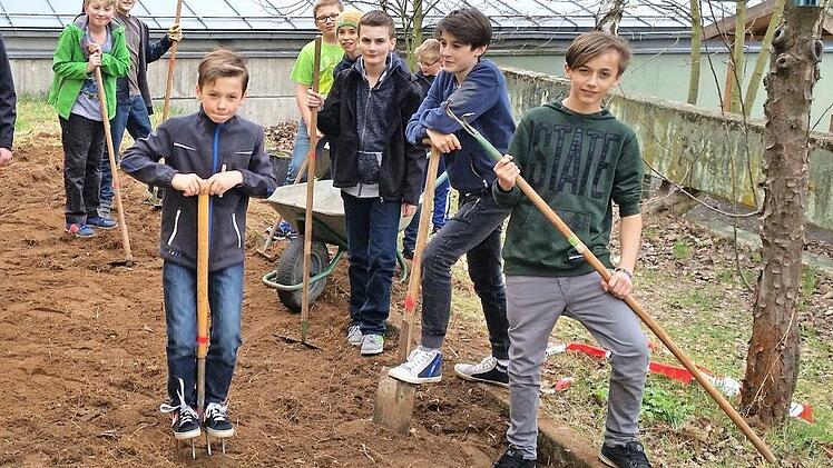 Die Schüler bereiten ihr Kornfeld für die alten Getreidearten vor...