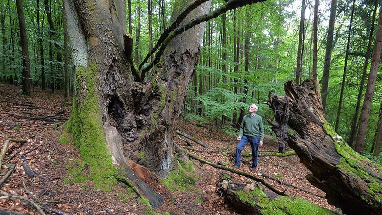 Urwaldszenerie im Steigerwald  Ronald Rinklef