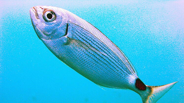 Bandbrassen gelten als bissige Fische und sind unter anderem im Mittelmeer bei Mallorca heimisch