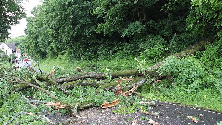 Der Baum, der im Eltmanner Stadtteil Dippach auf die Straße viel, konnte vorerst nicht beiseite geräumt werden, da weitere Bäume nachzustürzen drohten.