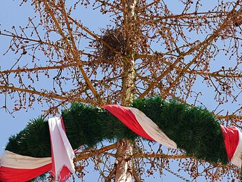 Oberhalb des mit Bändern gewundenen Kranzes befindet sich das Nest eines Vogelpaares. Deshalb steht der mittlerweile dürr und braun gewordene Maibaum noch auf dem Maßbacher Marktplatz.Heike Beudert