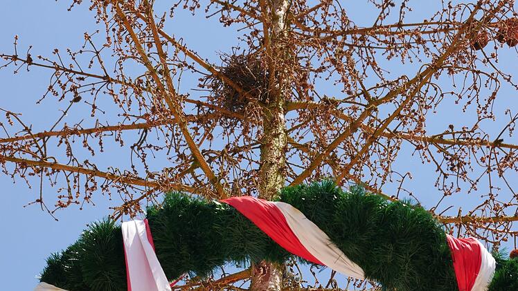 Oberhalb des mit Bändern gewundenen Kranzes befindet sich das Nest eines Vogelpaares. Deshalb steht der mittlerweile dürr und braun gewordene Maibaum noch auf dem Maßbacher Marktplatz.Heike Beudert