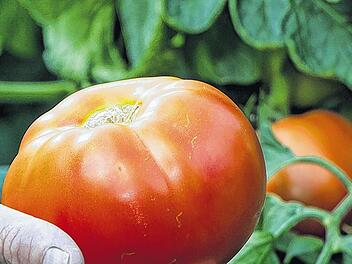 Schweres Früchtchen