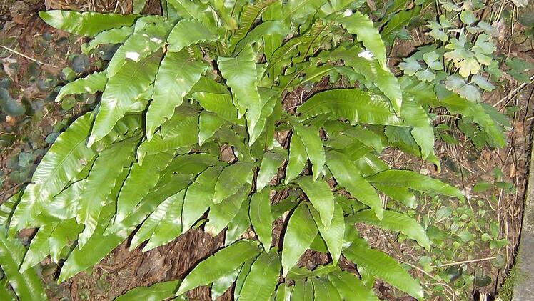 Im Garten der Familie Trautner in Gräfenberg. Foto: Petra Malbrich