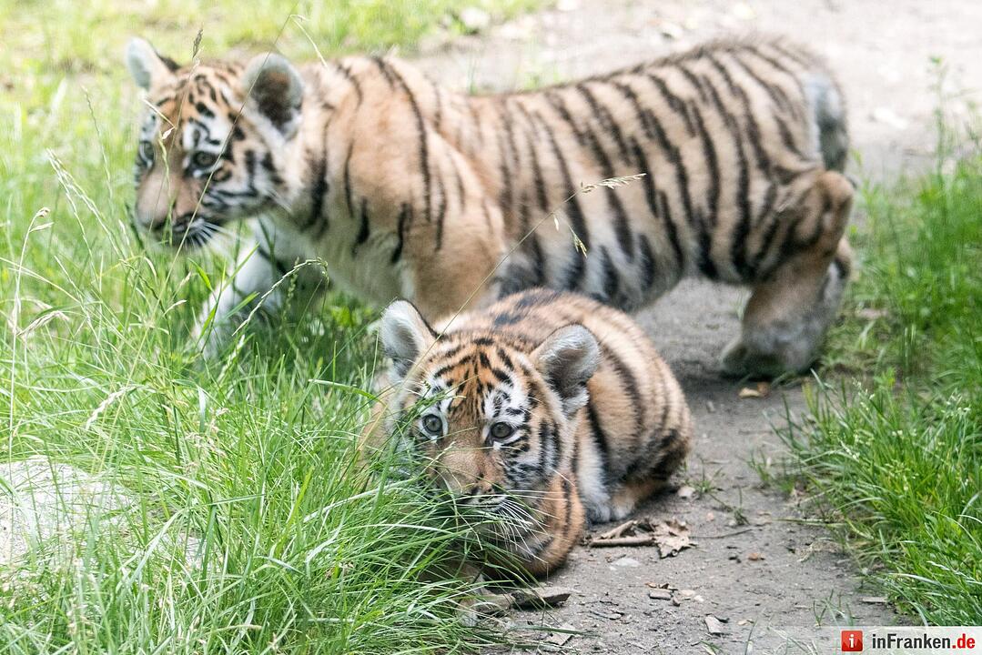 Tigernachwuchs darf ins Freigelände