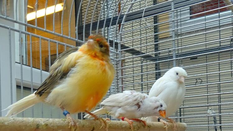 Ein Hund sowie 25 Vögel wurden aus einem Haus gerettet. Die Tiere waren in einem verwahrlosten Zustand. Foto: Tierheim Hof