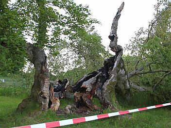 Am 14. Mai brach das Wahrzeichen von Mitgenfeld krachend auseinander. Foto: Ulrike Müller