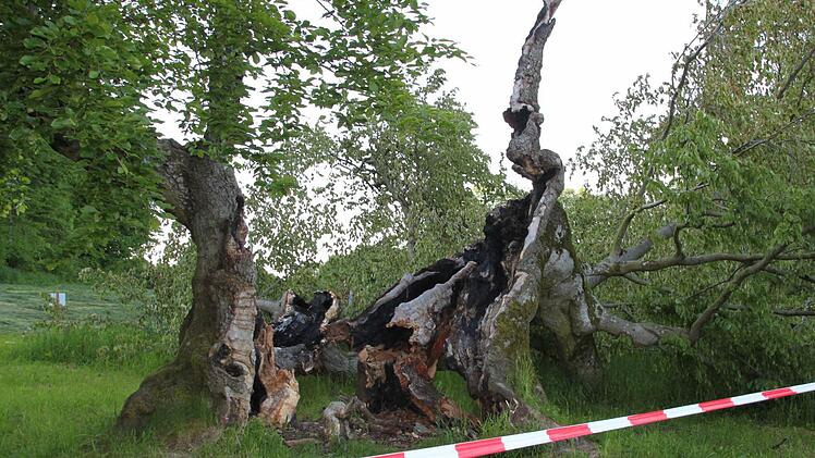 Am 14. Mai brach das Wahrzeichen von Mitgenfeld krachend auseinander. Foto: Ulrike Müller