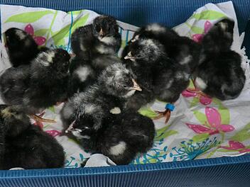 Die Küken sind erst am Donnerstag geschlüpft. Foto: Roland Meister