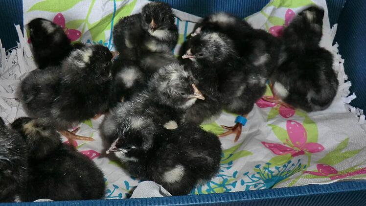 Die Küken sind erst am Donnerstag geschlüpft. Foto: Roland Meister