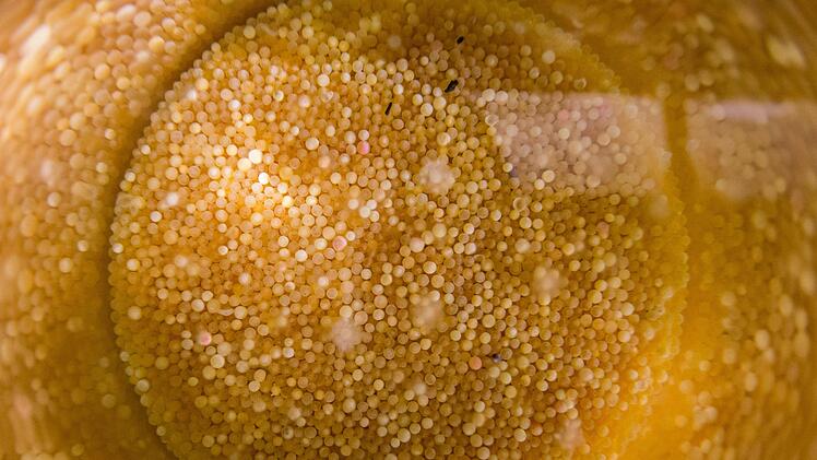 FischlaichCarmen Schwind