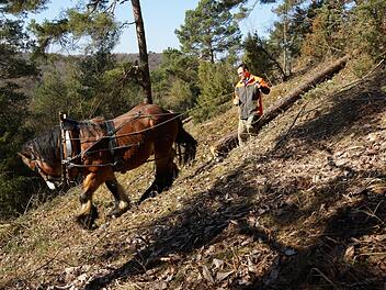 Pferd Igor zieht einen Kiefernstamm den Hang hinunter. Foto: Arkadius Guzy