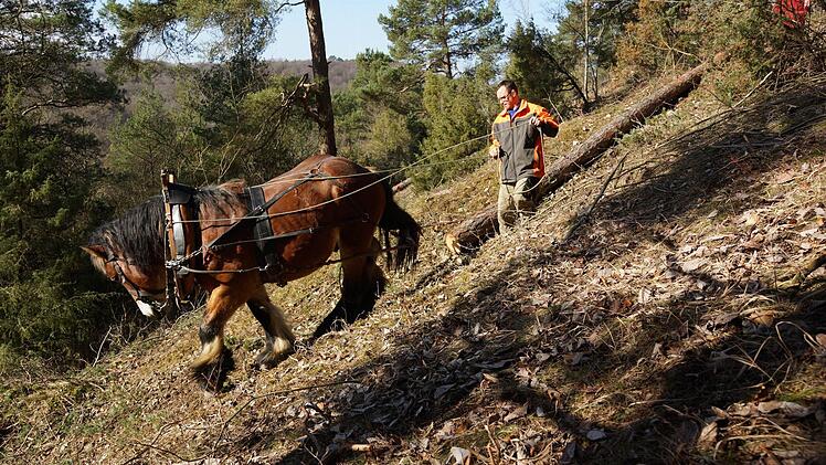 Pferd Igor zieht einen Kiefernstamm den Hang hinunter. Foto: Arkadius Guzy