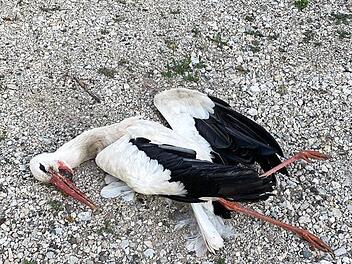Der tote Storch  Foto: Ulrich Wirth